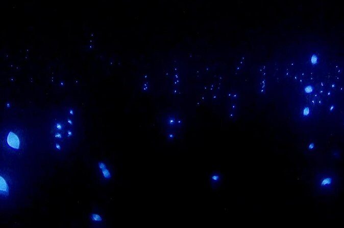 Bioluminescence Snorkel Boat Tour to Klein Bonaire - The Sum Up
