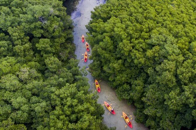 Bioluminescent Bay Kayak Tour in Fajardo Puerto Rico - Authentic Experiences and Traveler Feedback