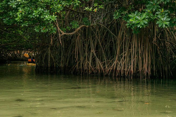Bioluminescent Bay Night Kayaking, Fajardo - In Closing