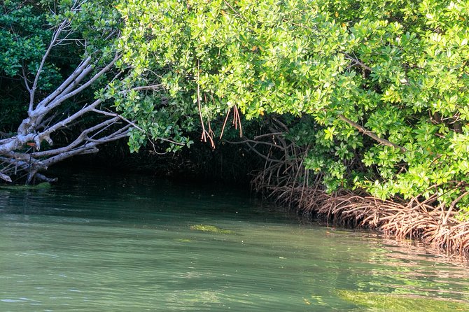 Bioluminescent Bay Night Kayaking, Laguna Grande, Fajardo - Customer Reviews and Feedback