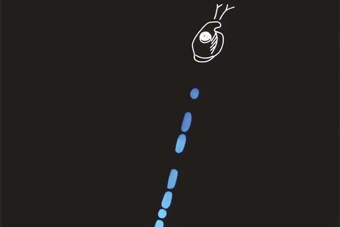 Bioluminescent Night Snorkeling - The Sum Up