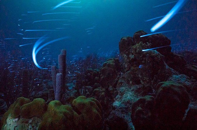 Bioluminescent Night Snorkeling - FAQs