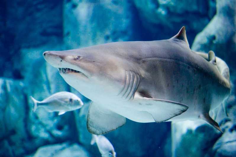 Bioparc Aquarium of Gijon Entry Ticket - Final Thoughts