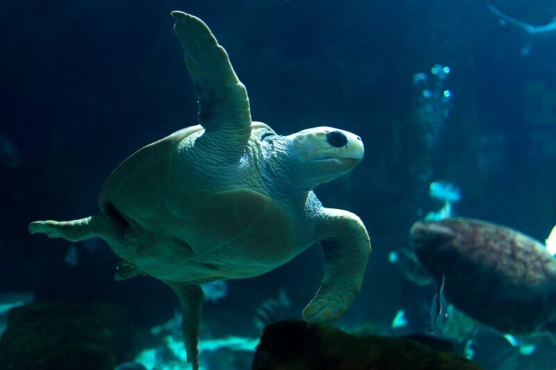 Bioparc Aquarium of Gijon Entry Ticket - FAQs