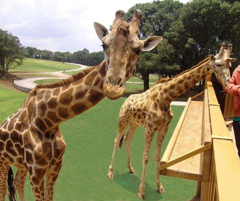 Bioparque Estrella Safari Experience Ticket - An In-Depth Look at Bioparque Estrella