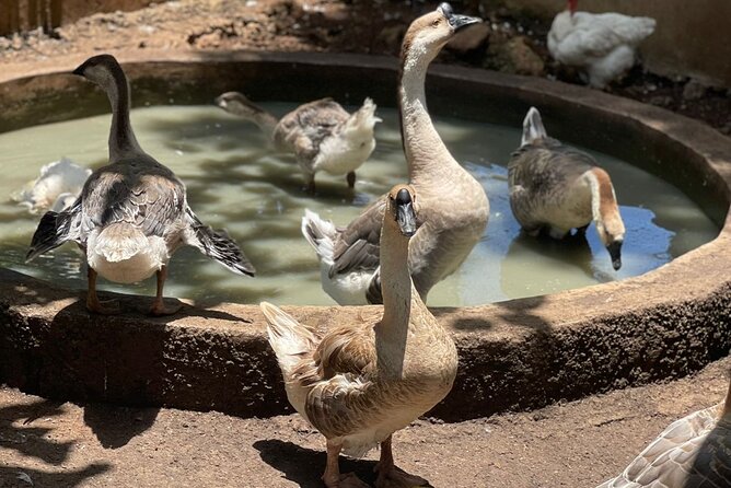 Bird Aviary/Shopping & Beach Day Out in Montego Bay - Health and Accessibility