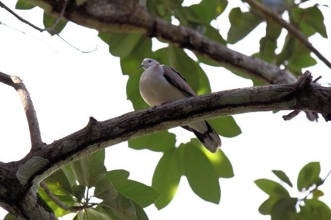 Bird Feeding Sanctuary & Montego Bay Highlight Tour - Discovering the Bird Sanctuary: A Close-Up with Jamaica’s Hummingbirds