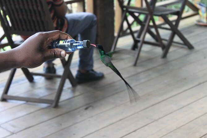 Bird Feeding Sanctuary & Montego Bay Highlight Tour - Practical Details and What to Expect