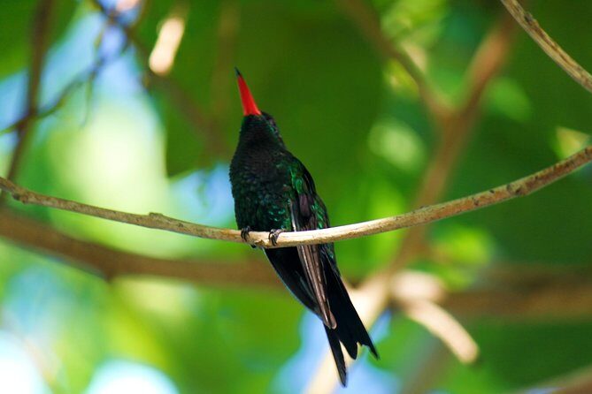Bird Feeding Sanctuary, Montego Bay Highlights and Columbus Park Day Adventure - Key Points