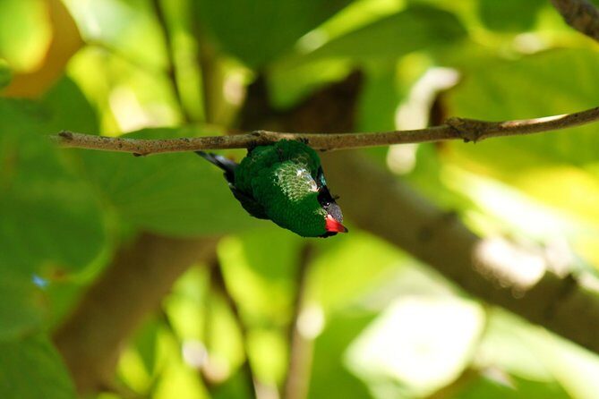 Bird Feeding Sanctuary, Montego Bay Highlights and Columbus Park Day Adventure - A Close Look at the Tour Experience
