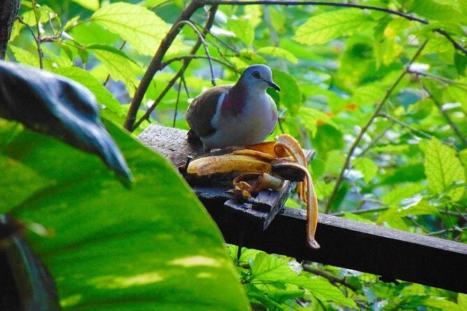 Bird Feeding Sanctuary, Montego Bay Highlights and Columbus Park Day Adventure - Frequently Asked Questions