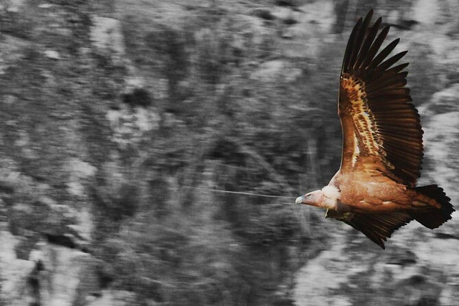 Bird Safari in Cazalla De La Sierra - Meeting and End Point Details
