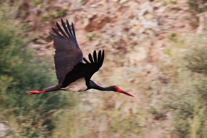 Bird Safari in Cazalla De La Sierra - Group Size and Confirmation