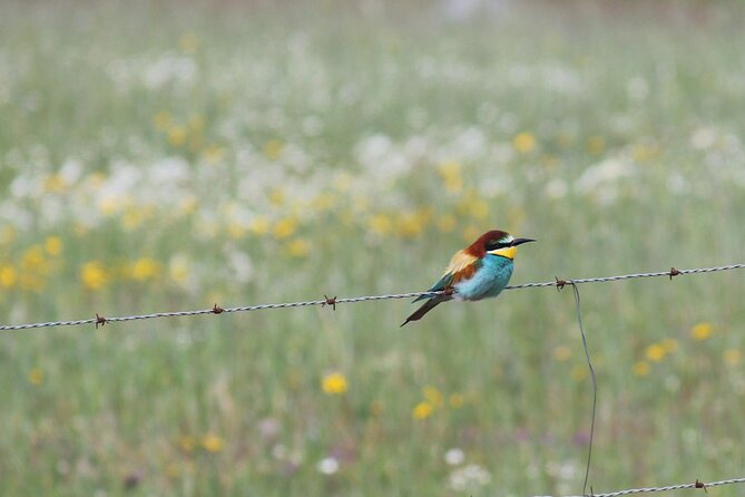 Bird Safari in Cazalla De La Sierra - Provided Equipment and Resources