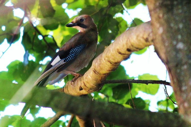 Bird Safari in Cazalla De La Sierra - Traveler Reviews and Feedback