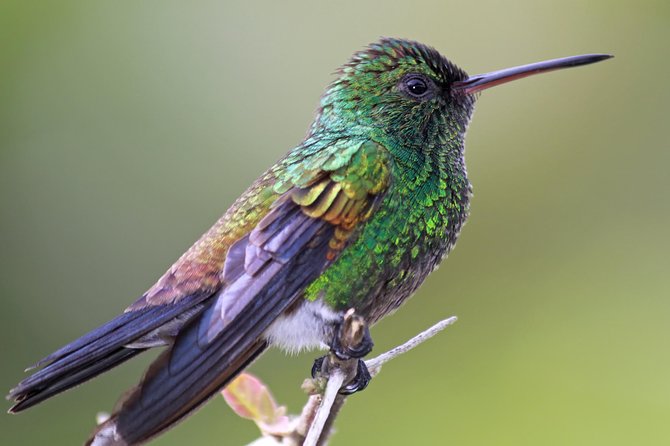 Bird Sanctuaries Tour - Inclusions