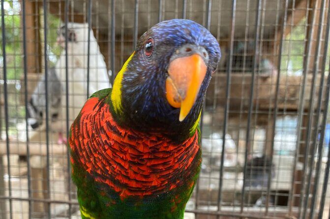 Bird Sanctuary and Montego Bay City Tour - Key Points