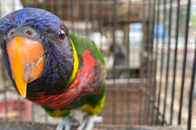 Bird Sanctuary and Montego Bay City Tour - The Itinerary: What to Expect