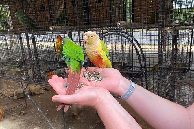 Bird Sanctuary and Montego Bay City Tour - Why the Price is Worth It