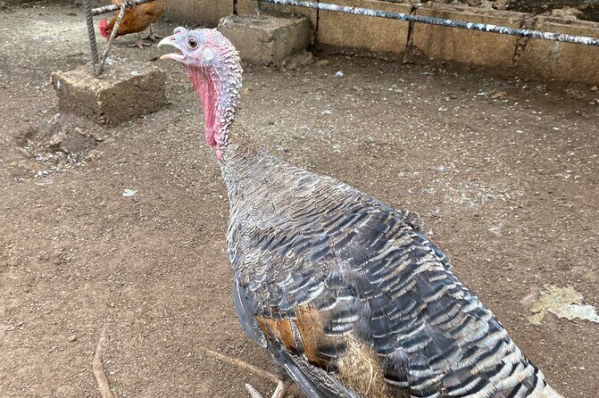 Bird Sanctuary and Montego Bay City Tour - Authentic Experiences and Traveler Feedback