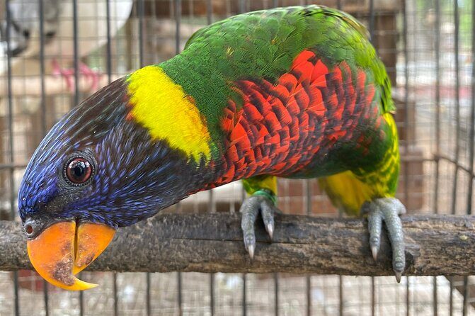 Bird Sanctuary and Montego Bay City Tour - Who Is This Tour Best For?