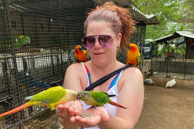 Bird Sanctuary and Montego Bay City Tour - The Sum Up