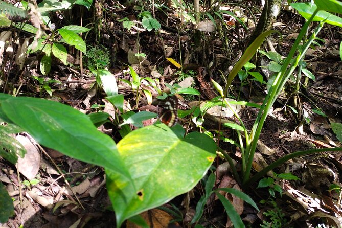 Bird-Watching and Nature Reserve Experience in Ibague - Booking Information and Policies