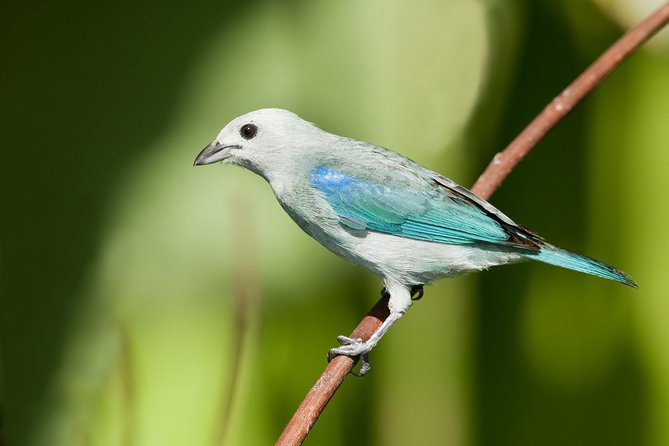 Bird Watching Arenal Oasis - Group Size and Pricing