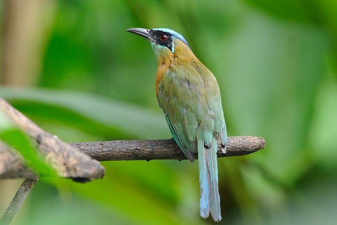 Bird Watching Arenal Oasis - Tour Features and Inclusions