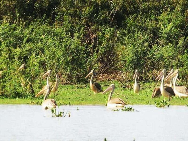 Bird Watching at Tonle Saps Inundated Forest From Siem Reap - Key Points