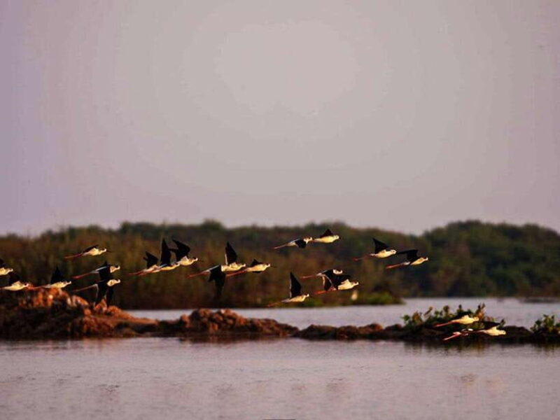 Bird Watching at Tonle Saps Inundated Forest From Siem Reap - Frequently Asked Questions