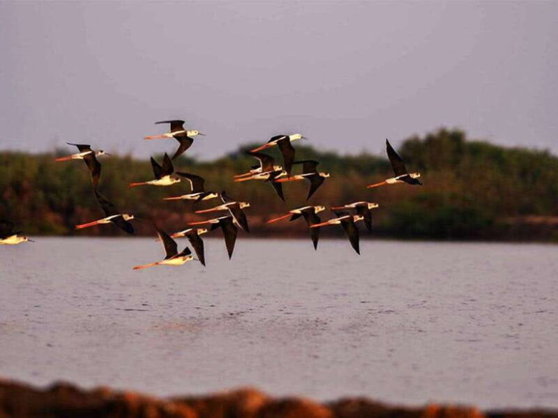 Bird Watching at Tonle Saps Inundated Forest From Siem Reap - Final Thoughts