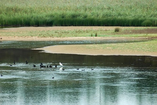 Bird Watching in Albufeira Lagoon - Booking Terms and Conditions