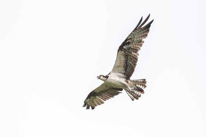Bird Watching Mazatlán - Birding Tour - Who Will Love This Tour?