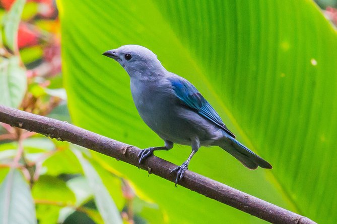 Bird Watching Near the Arenal Volcano - Customer Feedback