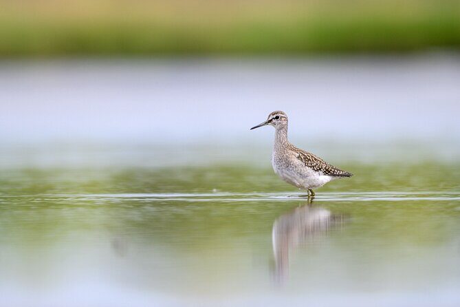 Bird Watching Private Tour in Copenhagen - Exploring the Itinerary in Detail