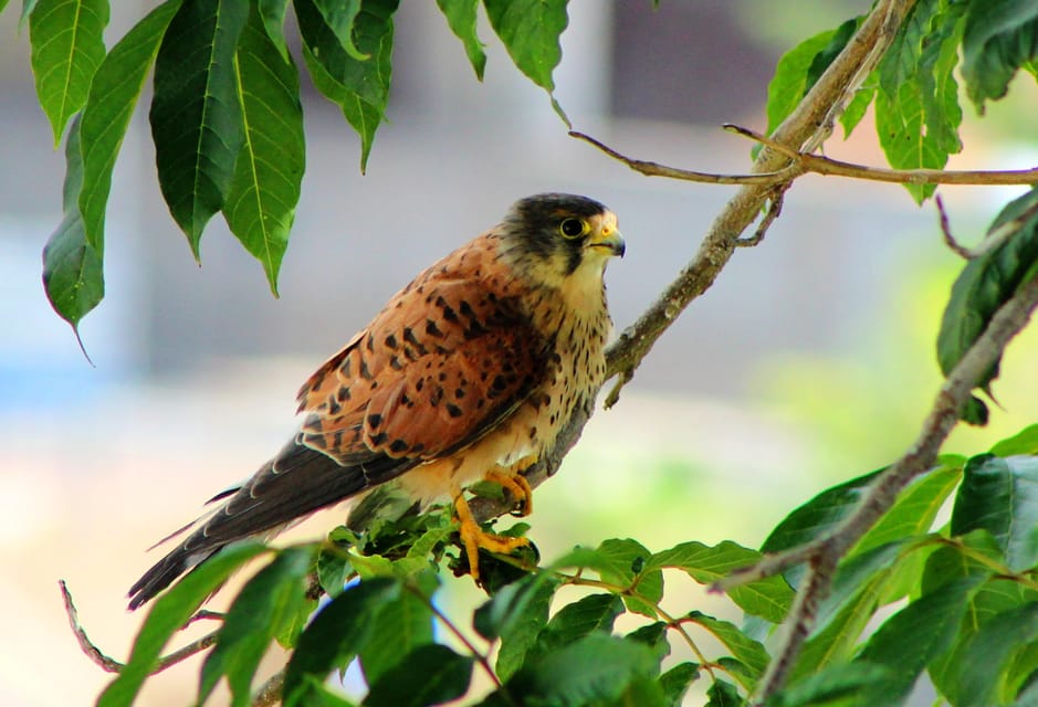 Bird Watching The Raptors - Key Points  