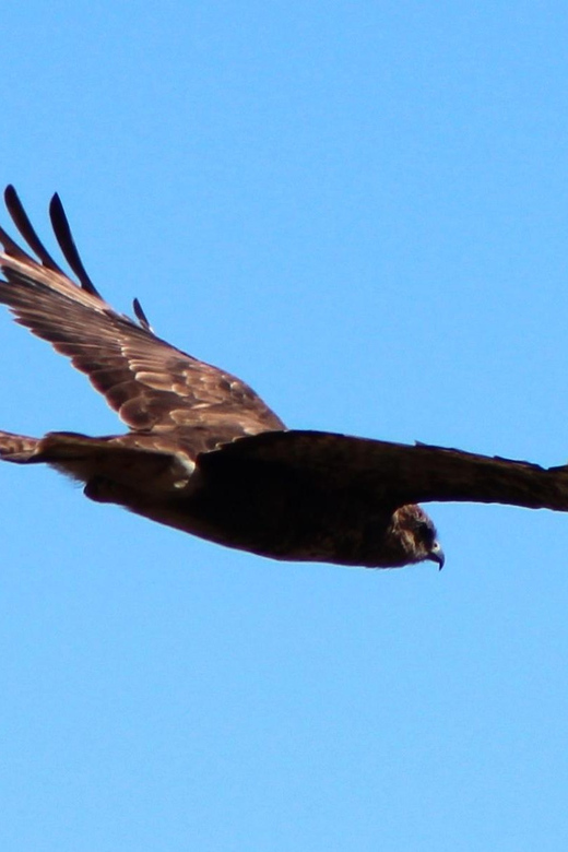 Bird Watching The Raptors - Exploring the Madeira Raptors Tour in Depth  