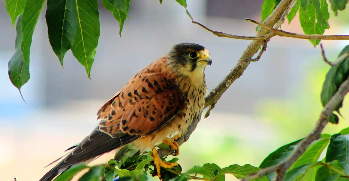 Bird Watching The Raptors - Frequently Asked Questions  