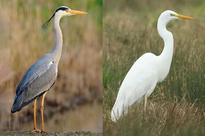 Bird Watching Tour Dubai - Bird Sanctuary Experience