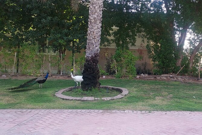 Bird Watching Tour Dubai - Customer Reviews
