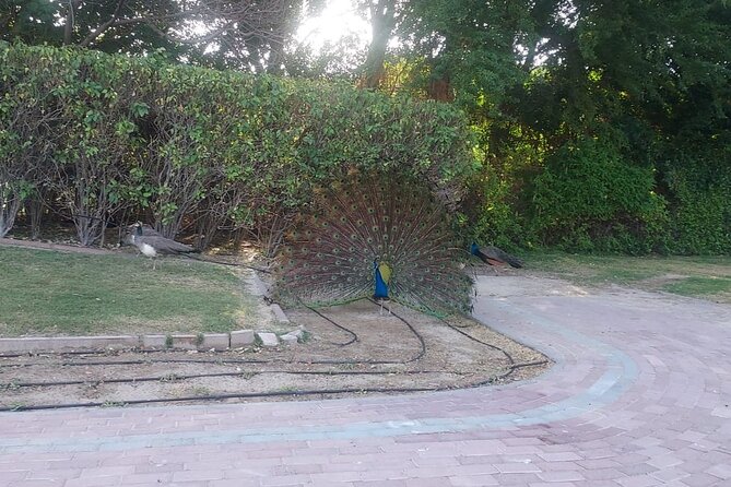 Bird Watching Tour Dubai - Frequently Asked Questions