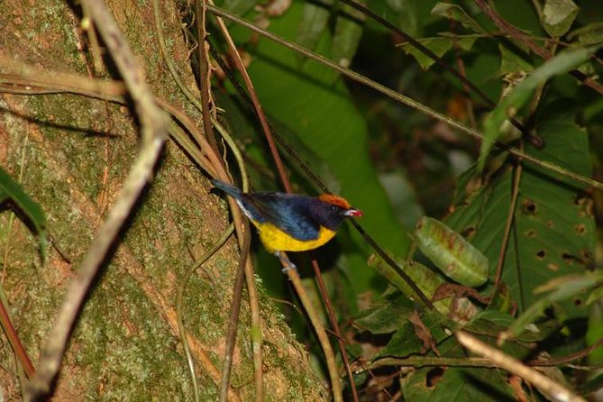 Bird Watching Tour From San José - Guest Reviews and Experiences