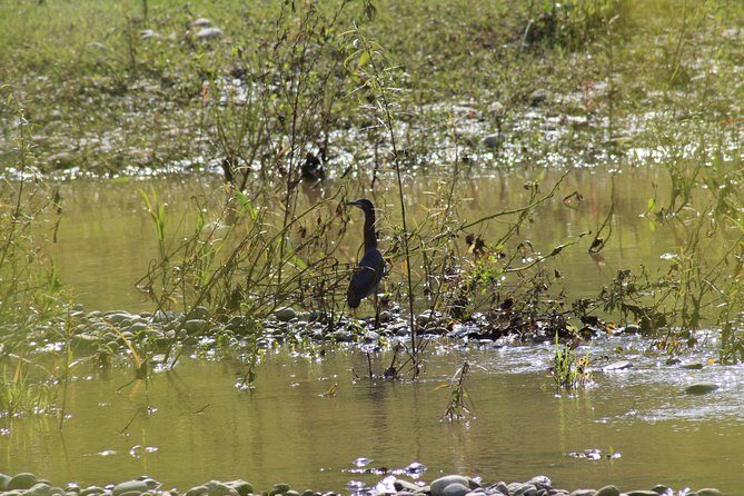 Bird Watching Tour Huatulco HT - In-Depth Look at the Bird Watching Experience