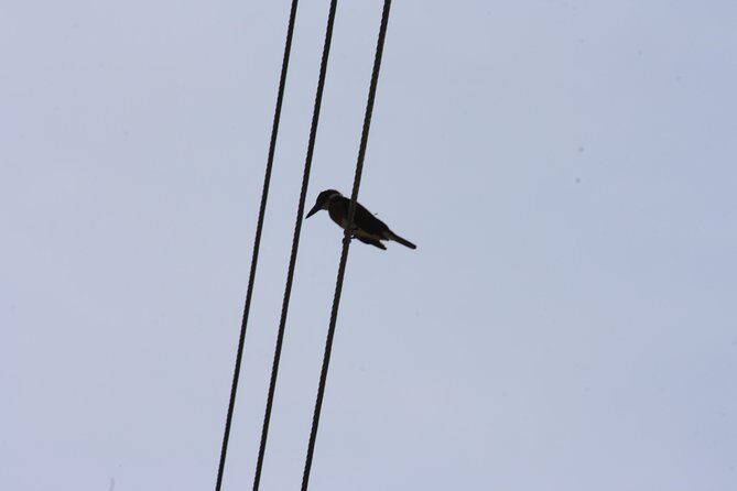 Bird Watching Tour Huatulco HT - FAQs