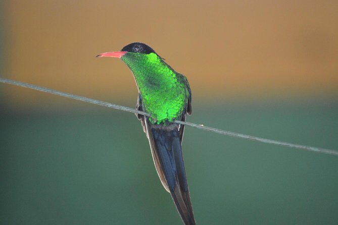 Bird Watching Tour in St Lucia - Key Points