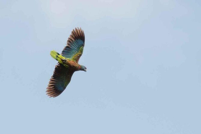 Bird Watching Tour in St Lucia - The Value of the Experience