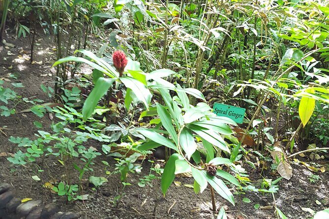 Bird Watching Tour in St Lucia - FAQ