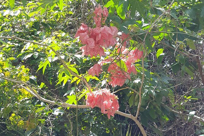 Bird Watching Tour in St Lucia - Final Words