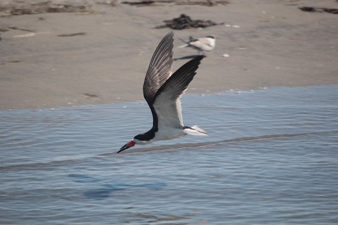 Birding By Boat on the Osprey - Highlights of the Experience